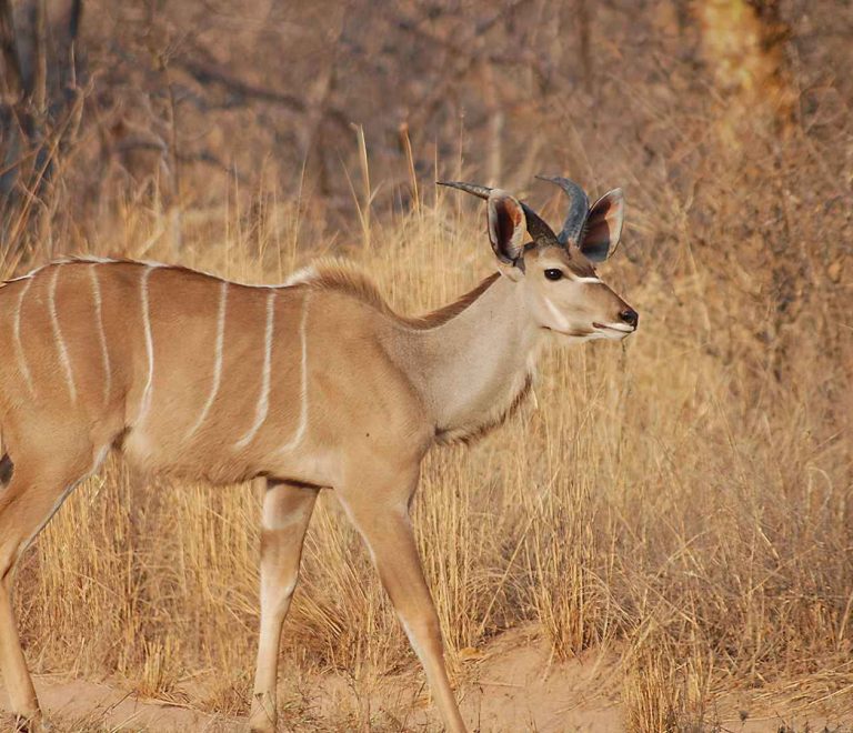 5 Days Southern Circuit Safari in Tanzania
