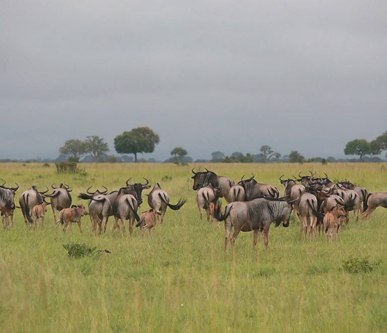 Tarangire National Park Day Trip