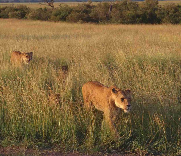 Arusha National Park Day Trip