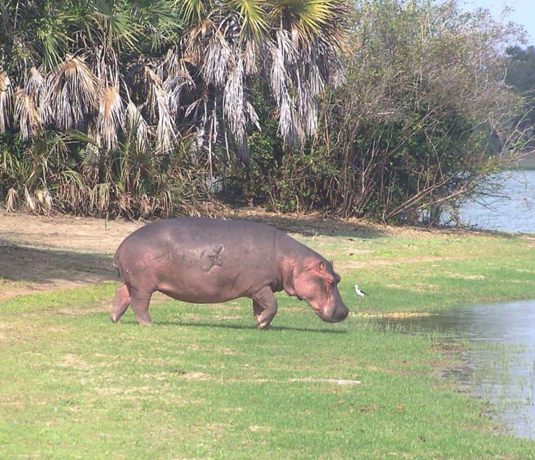 6 Days Tanzania Southern Safari Adventures