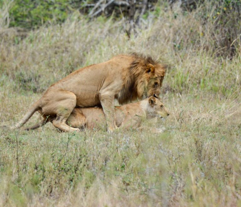 5 Days Nyerere NP And Mikumi Np Safari