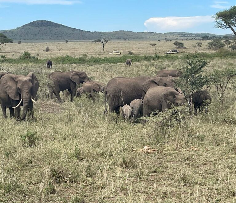 6 Days Tanzania safari experience