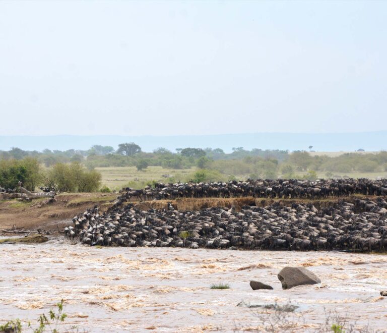 6 Days Safari Experience in Tanzania